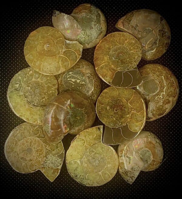 Ammonite