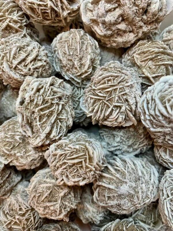 Desert Rose