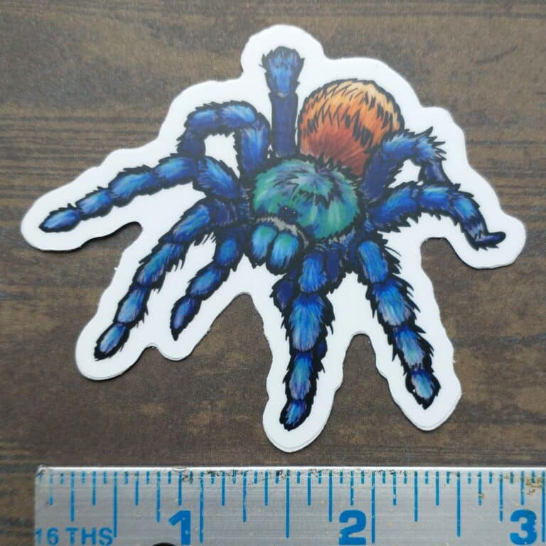A bold greenbottle blue tarantula sticker.