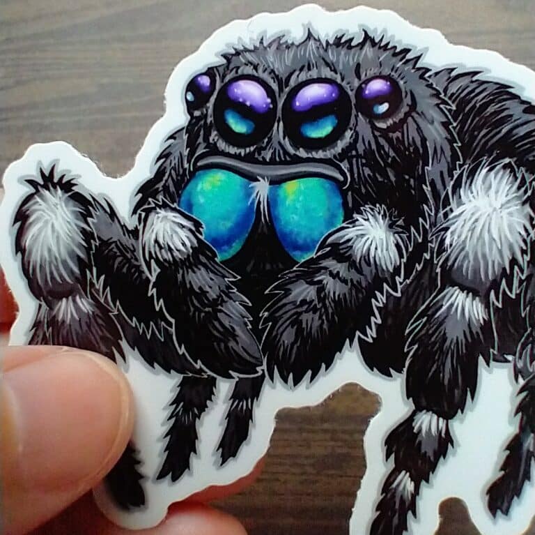Closeup of illustrated jumping spider sticker