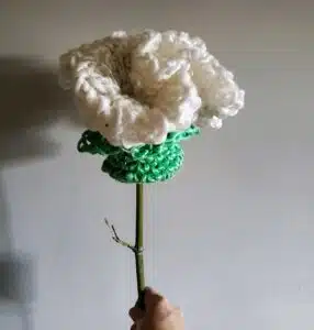 carnation