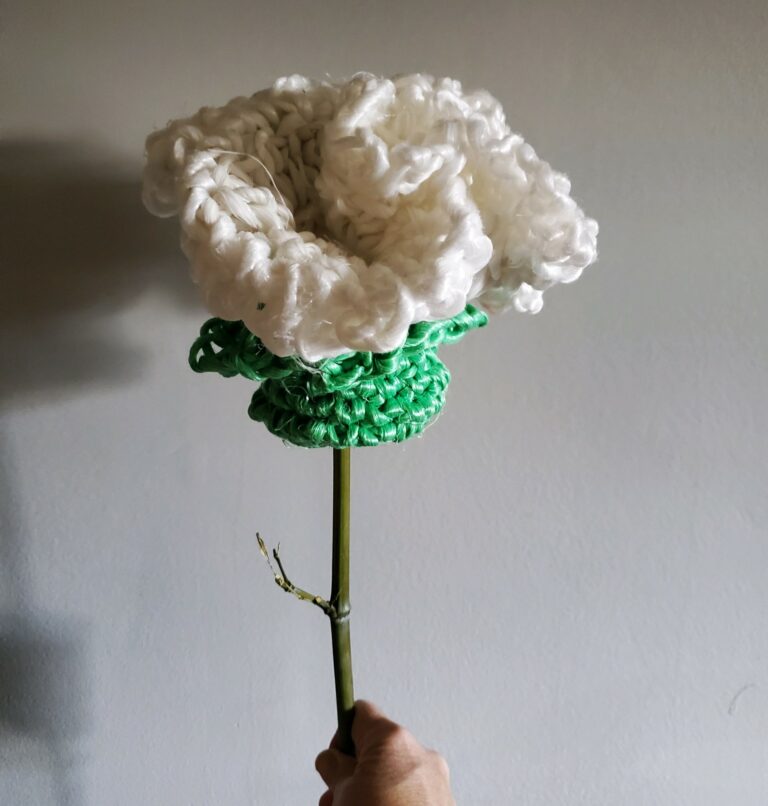 carnation