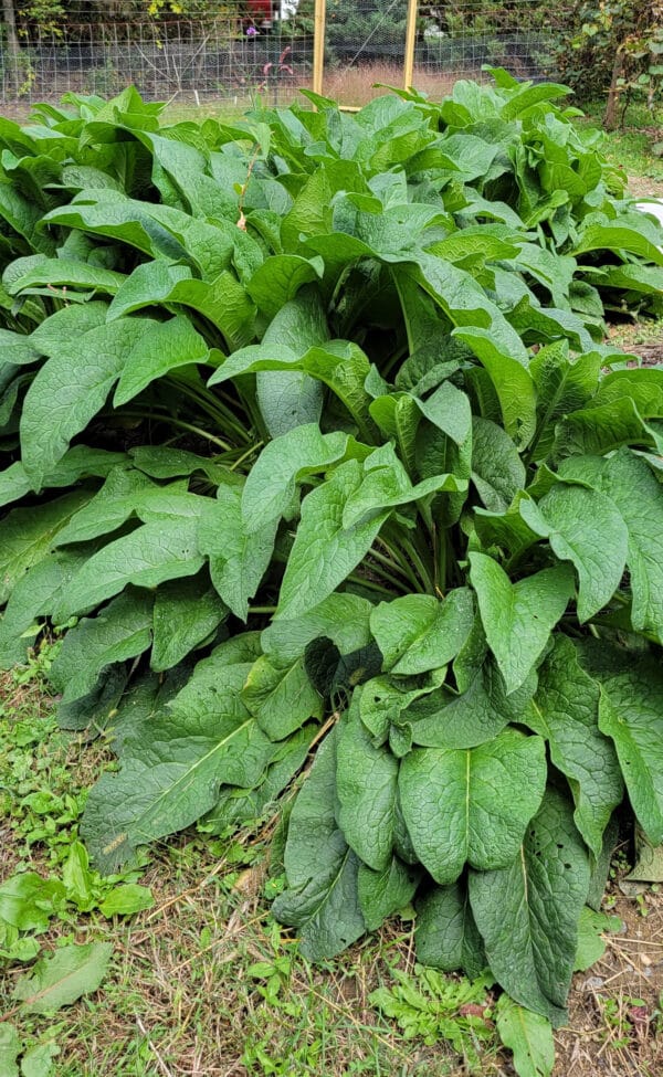 Russian Comfrey Bocking 4 Root Cuttings