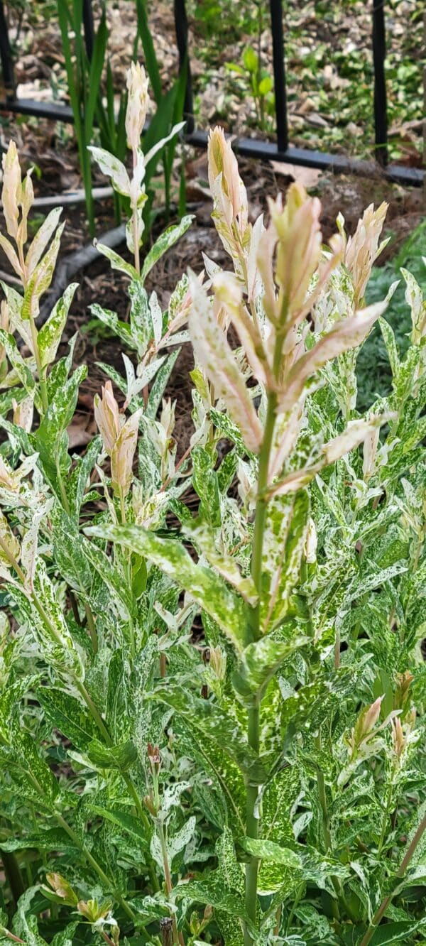 Closeup image of a branch of a Japanese Dappled Willow bush.
