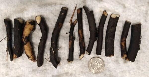 Photo of root cuttings shown with US quarter coin for size comparison.