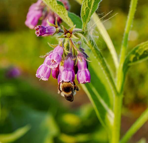 Honey bee pollinator enjoying a Russian Comfrey bloom. Russian comfrey blooms purple.