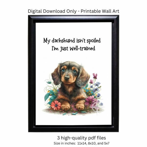 spoiled dachshund photo