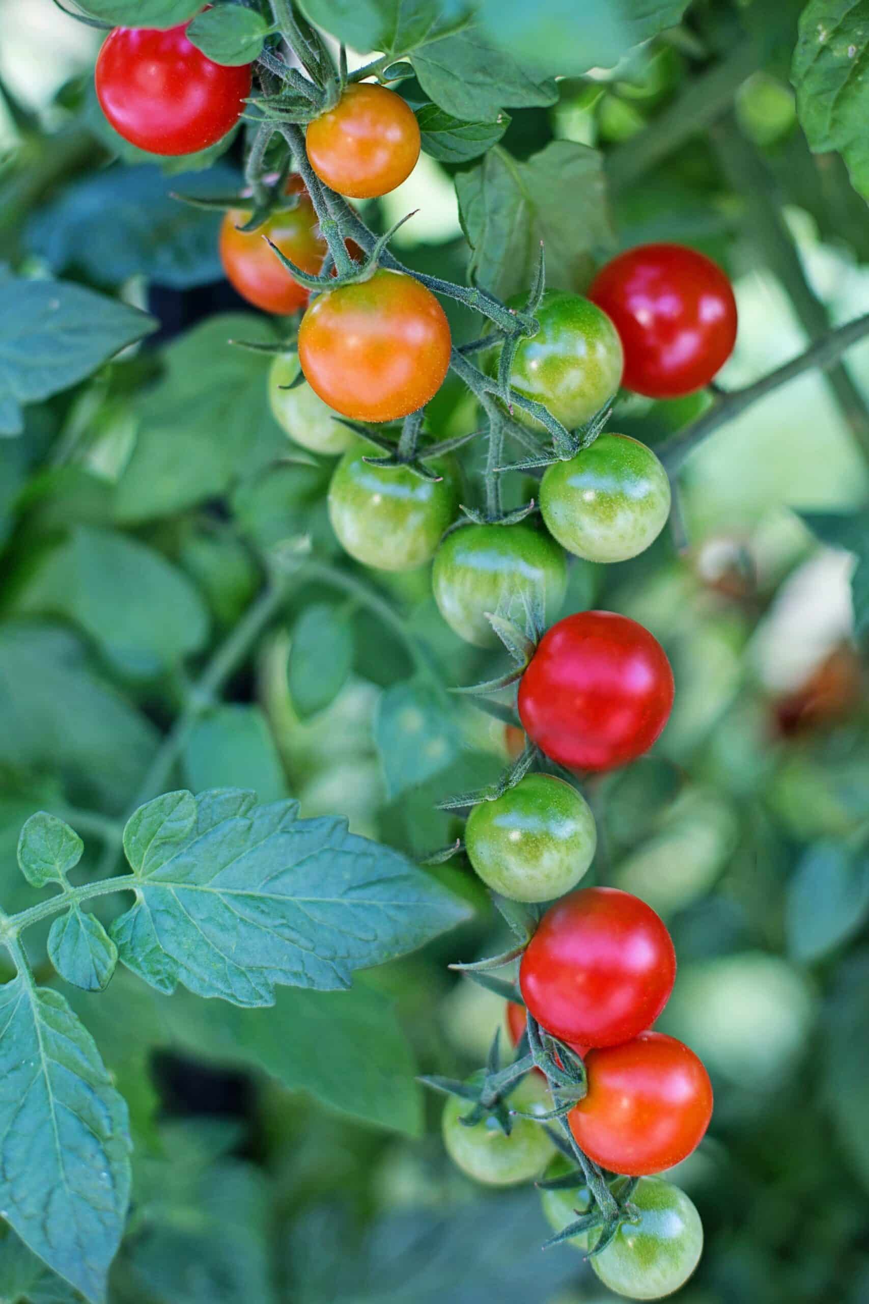 sweetie cherry tomatoes