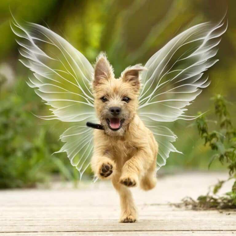 fairy wing overlay on dog