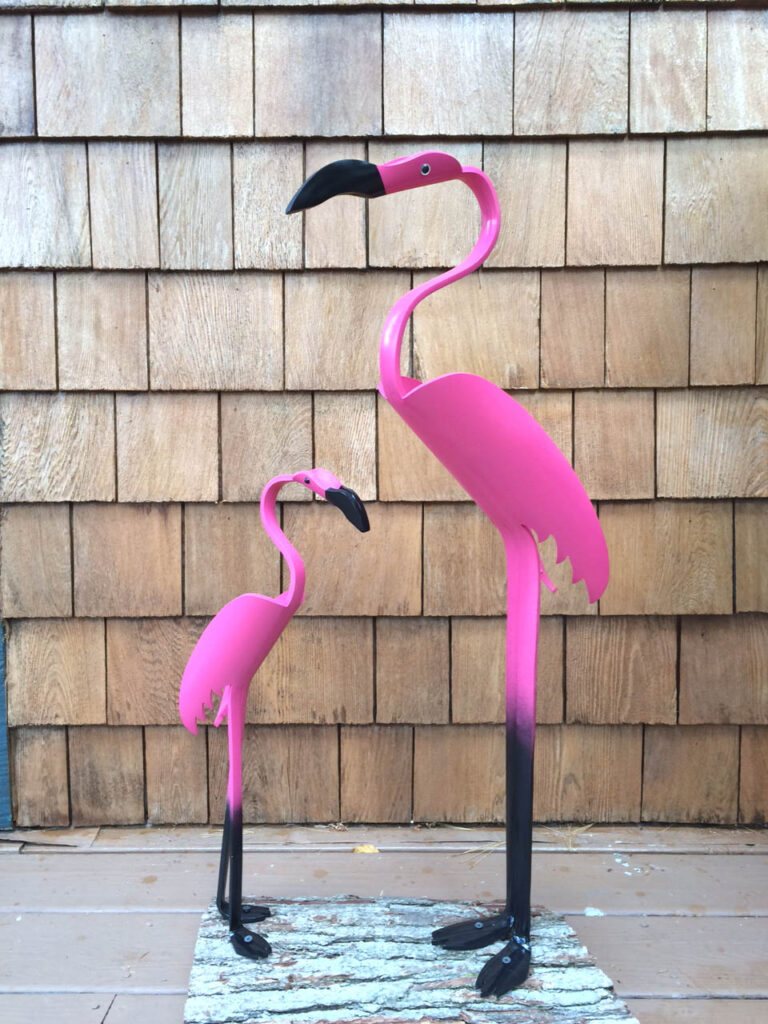 flamingos