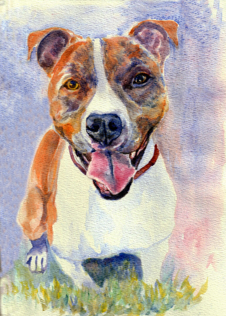 Pit Bull dog portrait in watercolor