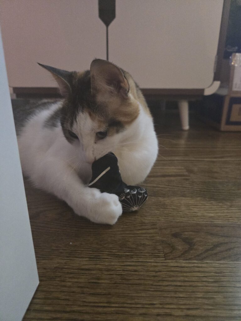 My calico cat makes a coy expression as she plays with one of my handmade, heart-shaped catnip toys!