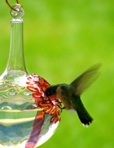 Hummingbird feeder, SH1