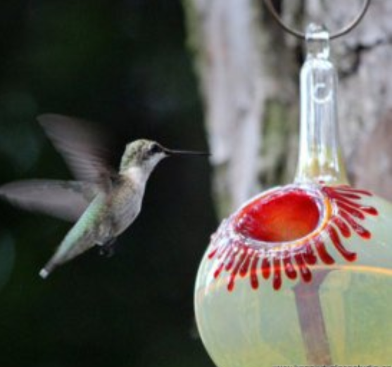 Hummingbird feeder ORO