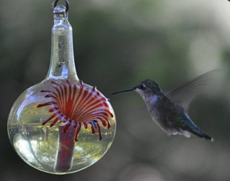 Hummingbird feeder OR