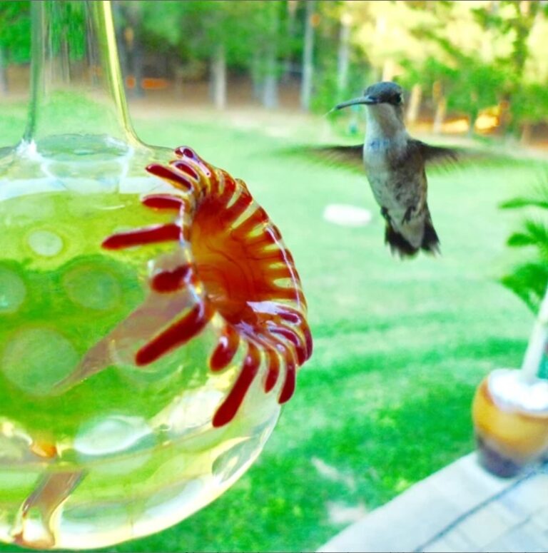 Hummingbird feeder SH