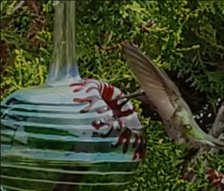 Hummingbird feeder GR