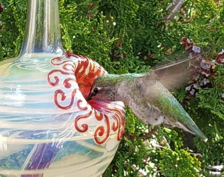 hummingbird feeder WH