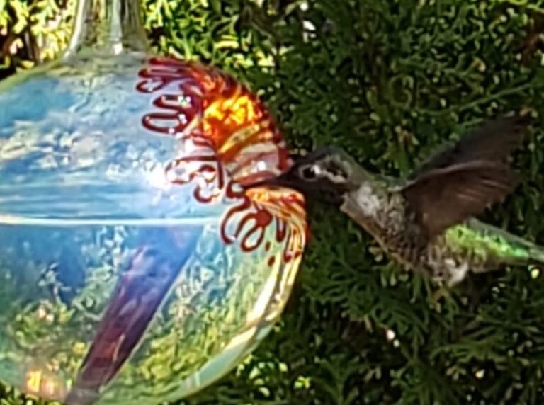 Hummingbird feeder OR1