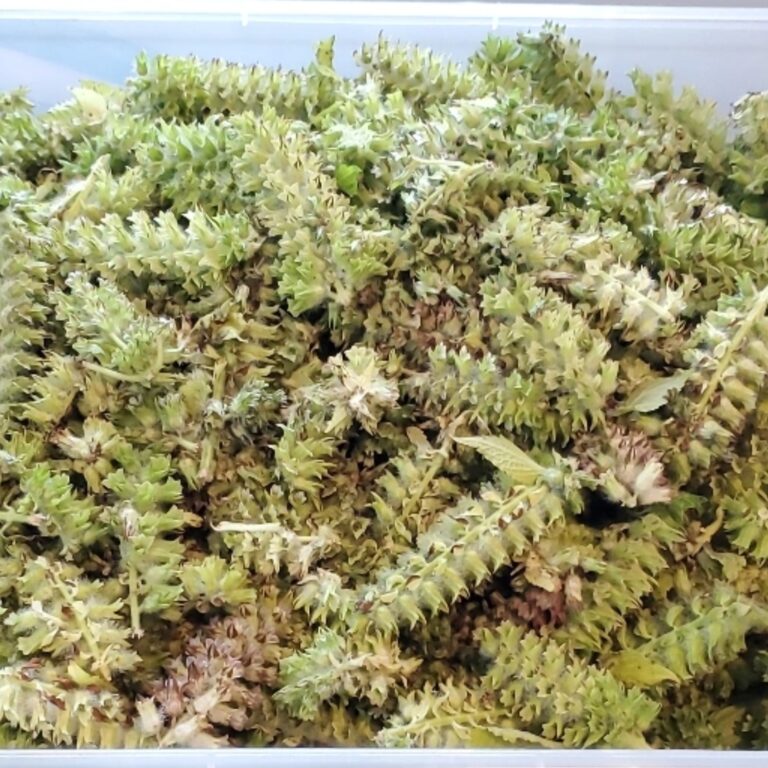 drying perilla seed pods