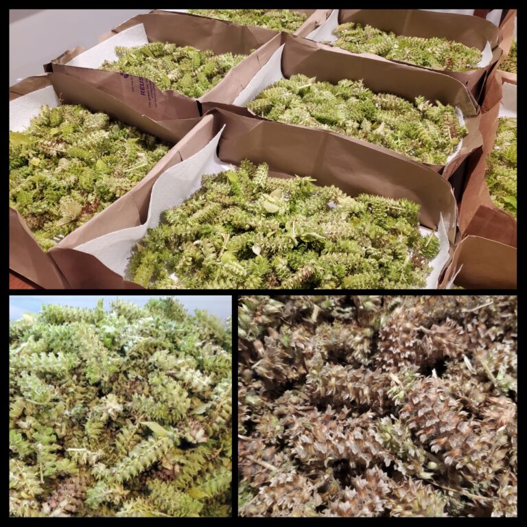 Drying process of perilla seeds
