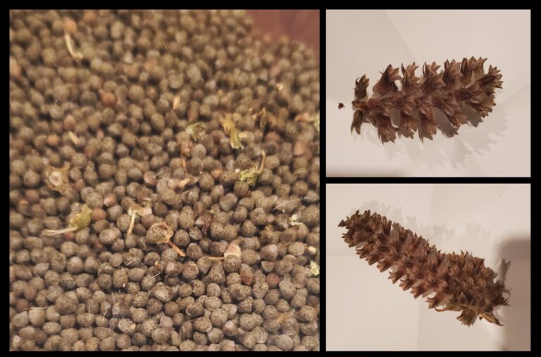 perilla seed pods