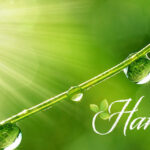 Nature'z Cupboard