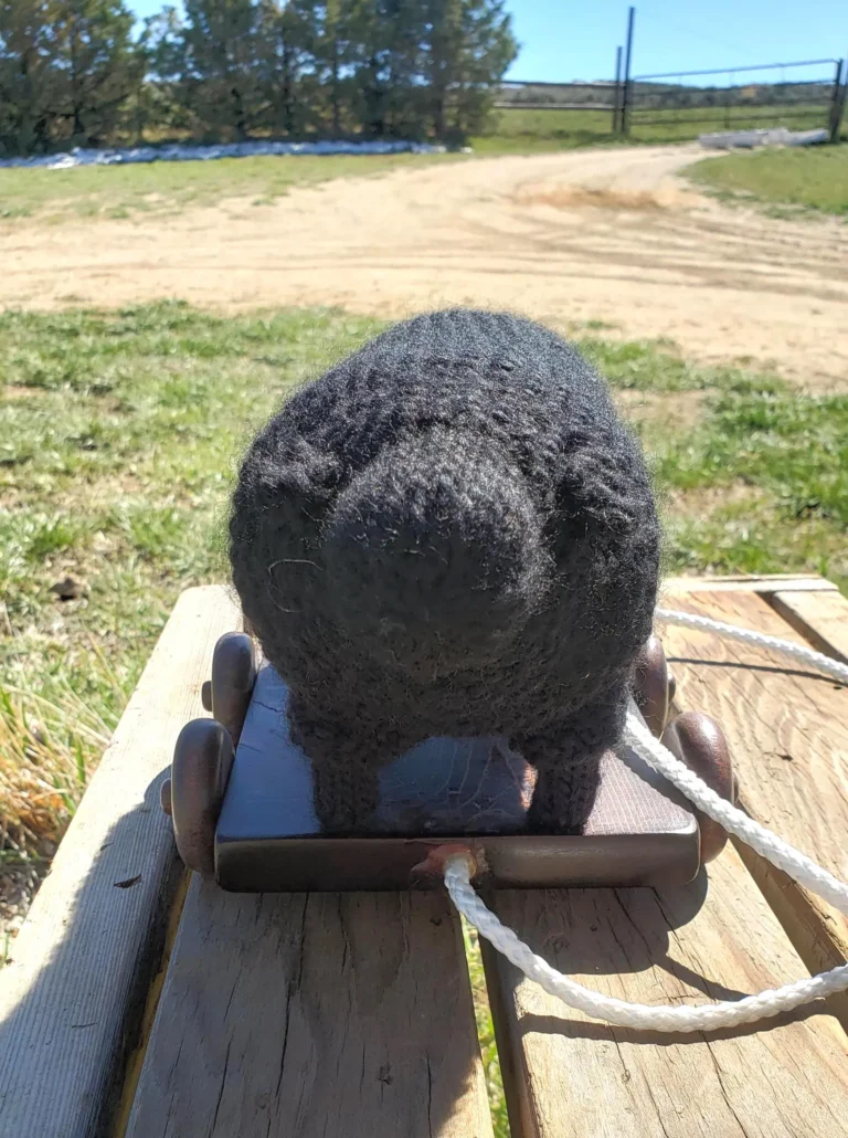 Sheep Front